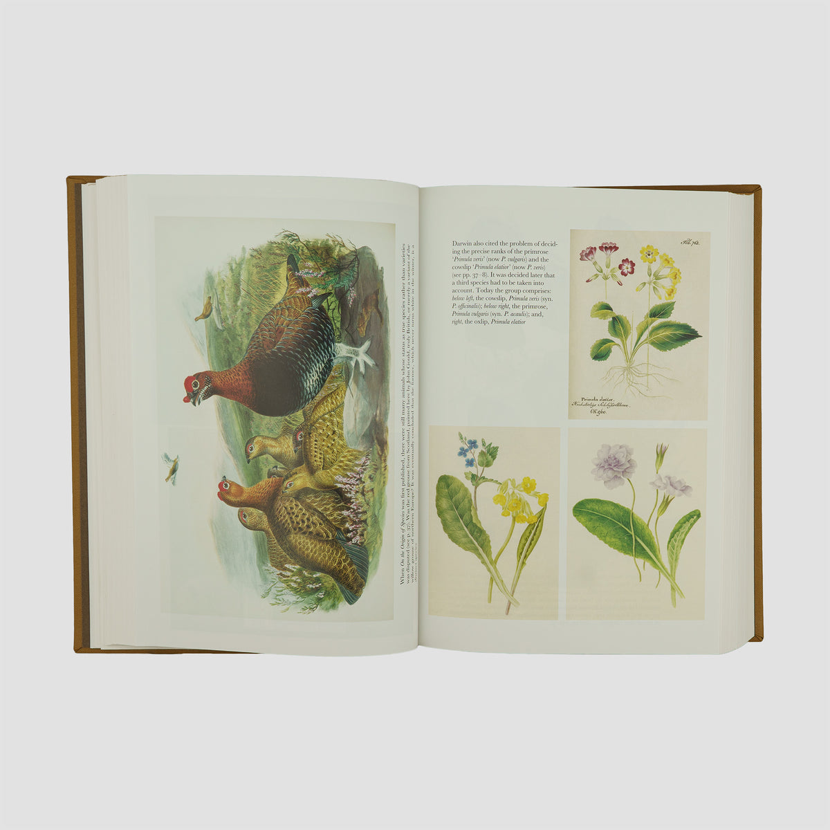 DARWIN, Charles Robert (1809–1882). On the Origin of Species (The Folio Society, London, 2006).