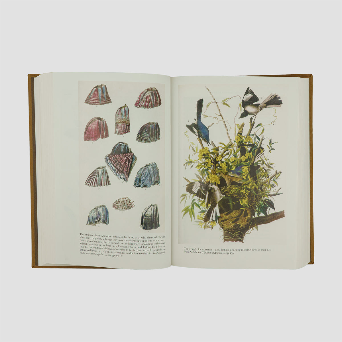 DARWIN, Charles Robert (1809–1882). On the Origin of Species (The Folio Society, London, 2006).