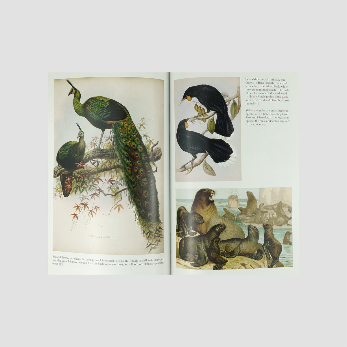 DARWIN, Charles (1809–1882). The Descent of Man, and Selection in Relation to Sex (The Folio Society, London, 2008).